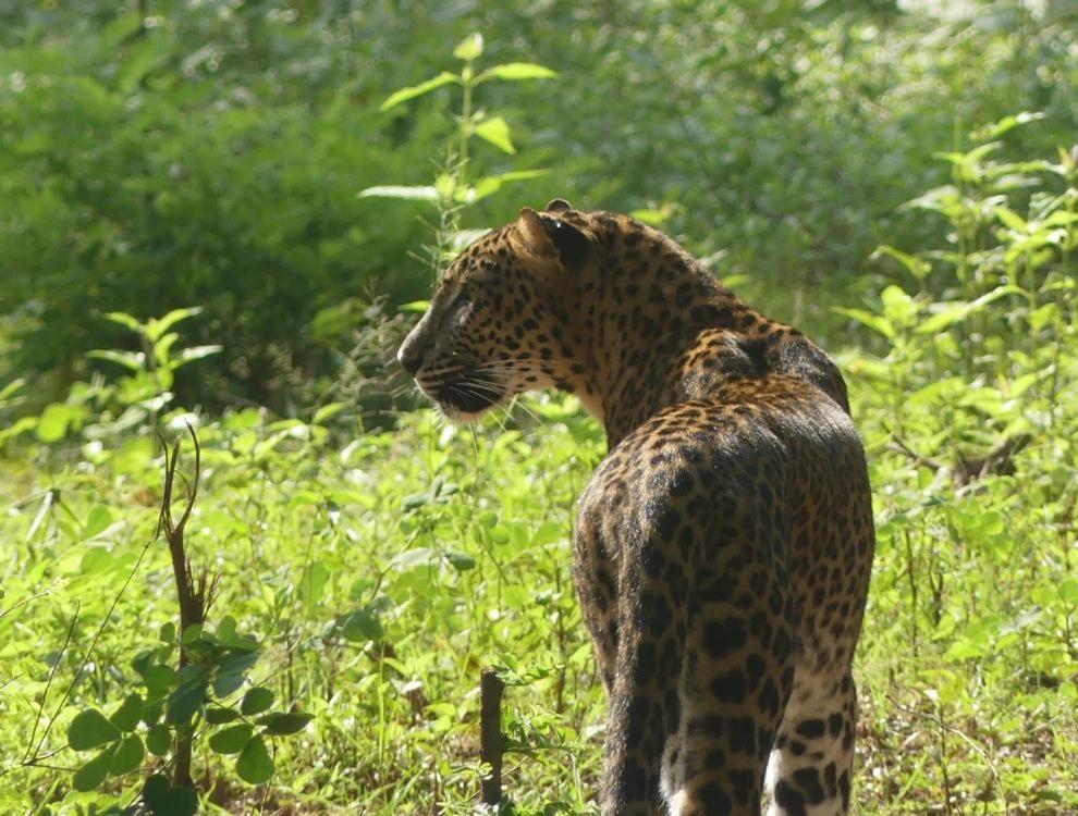 Viveka Inn Guest And Yala Safari Тиссамахарама Экстерьер фото