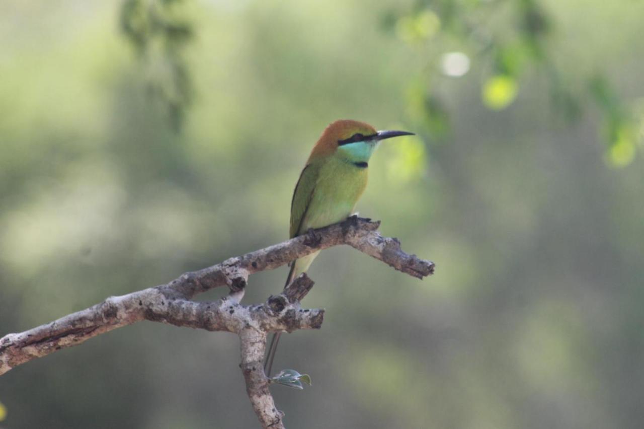 Viveka Inn Guest And Yala Safari Тиссамахарама Экстерьер фото
