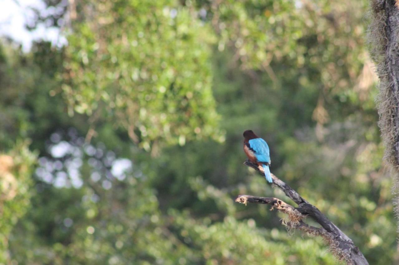 Viveka Inn Guest And Yala Safari Тиссамахарама Экстерьер фото