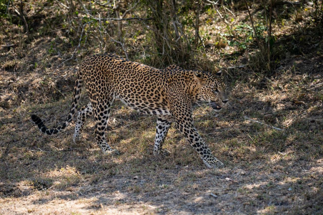 Viveka Inn Guest And Yala Safari Тиссамахарама Экстерьер фото